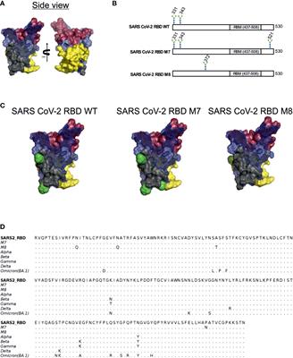 Glycan masking of a non-neutralising epitope enhances neutralising antibodies targeting the RBD of SARS-CoV-2 and its variants